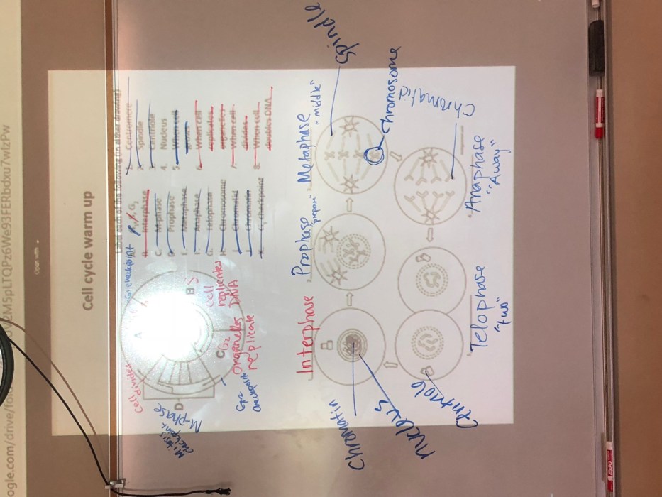 Genetic drift worksheet answer key