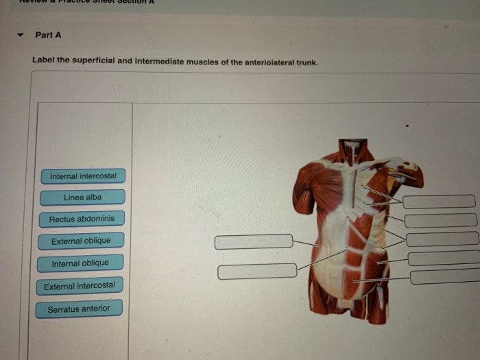 Superficial extrinsic trapezius rhomboid dorsi latissimus levator scapulae rugspieren medics geeky anatomical rib proper nerve rhomboids posterior layer spieren oppervlakkige