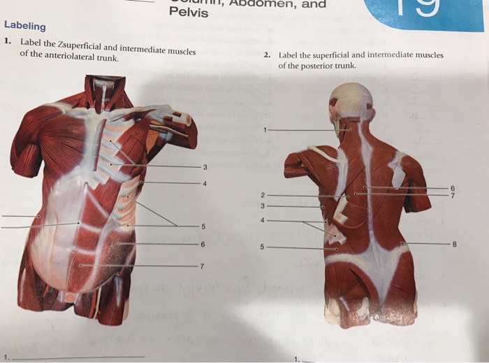 Label the superficial and intermediate muscles of the posterior trunk