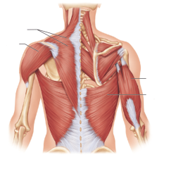 Label the superficial and intermediate muscles of the posterior trunk