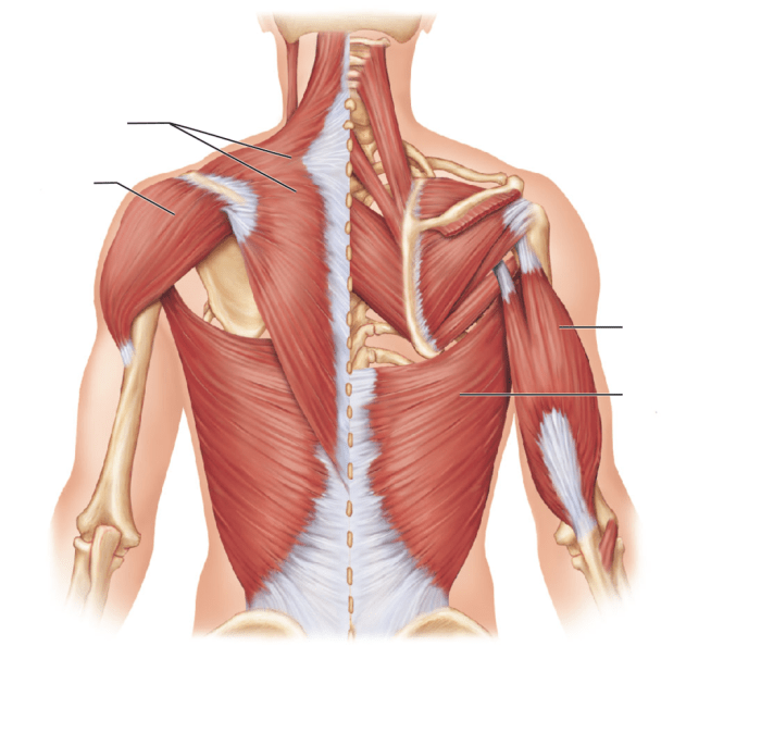 Label the superficial and intermediate muscles of the posterior trunk